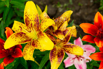 Various colorful lilies in the summer garden.