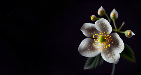 Diphylleia grayi flower in black background generative ai