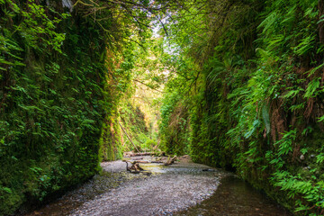 Fototapeta premium Fern Canyon at Redwood National Park