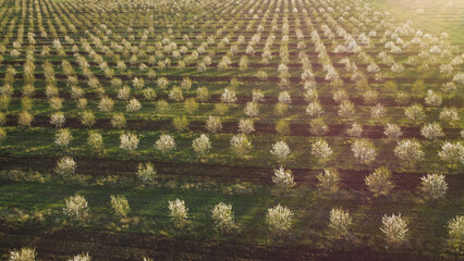 Aerial view of the spring field