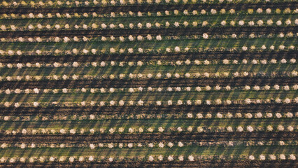 Aerial view of the spring field