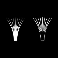 Edible grass lemongrass Cymbopogon citratus spices vegetable herbal plant set icon white color vector illustration image solid fill outline contour line thin flat style