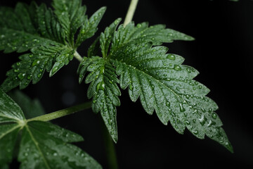 Young marijuana plant growing isolated over black background. Cannabis growing. High humidity for hemp