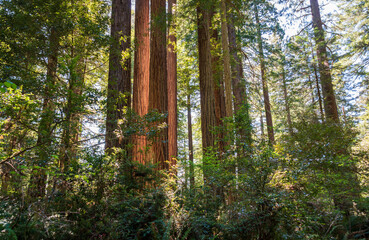 Towering Redwoods at Redwood National Park