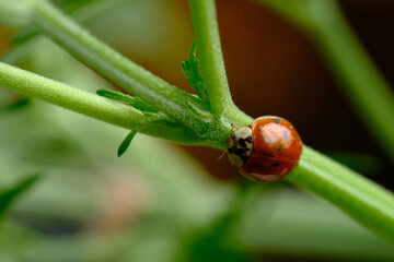 A Ladybird or Ladybug (Harmonia axyridis) on a Cannabis plant, macro. Natural insecticide against aphids and small insects for marijuana