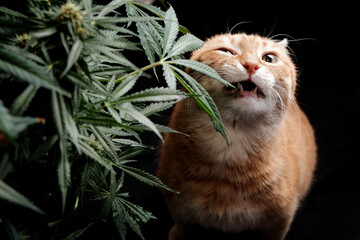 Red cat eats leaves from a cannabis bush on the black background. CBD, THC and pets