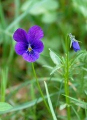 flower in the garden