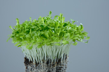 Young organic micro green salad in the ground on grey background. Macro