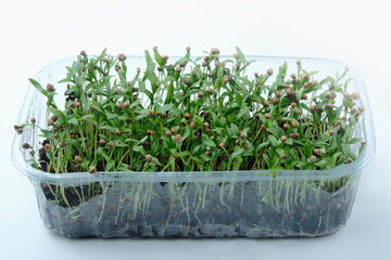 cilantro microgreens with coriander seeds in a plastic tray