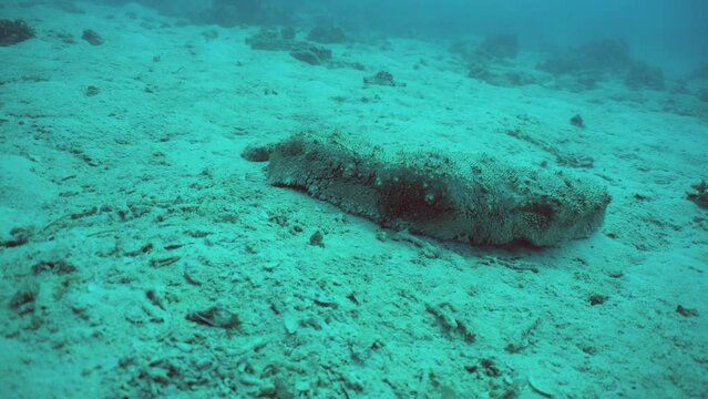Tubular sea cucumber or cotton-spinner (Holothuria tubulosa) slowly creeps along the seabed. Sipadan, Malaysia.