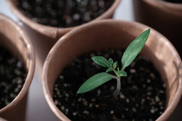 Young seedling tomato  in paper pots. Home greenhouse