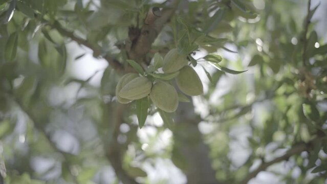 amandes sur branches d'amandiers slowmotion