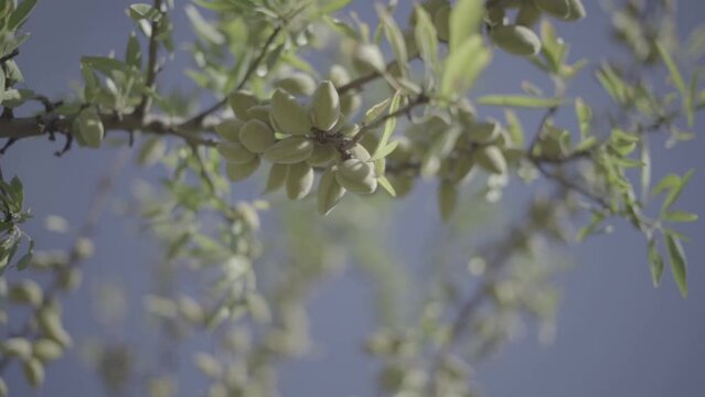 amandes sur branches d'amandiers slowmotion