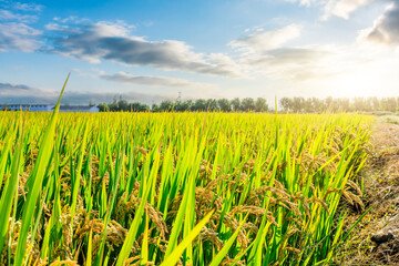 Mature rice in the fields