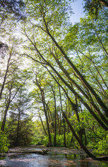 Fototapeta premium Fern Canyon at Redwood National Park