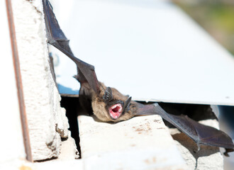 The bat settled under the windowsill in a multi-storey building