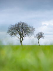 Fototapeta premium La silhouette de deux arbres isolés dans un champ en hiver en bourgogne