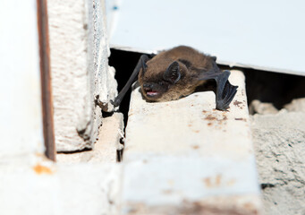 The bat settled under the windowsill in a multi-storey building