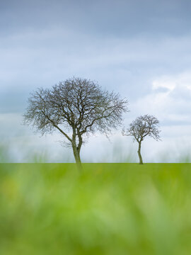 La silhouette de deux arbres isolés dans un champ en hiver en bourgogne