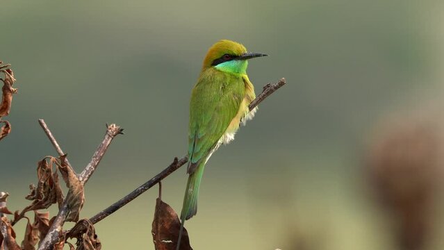 A green bee-eater sitting on a twig against a blurred background of the forest.