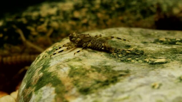 Mayfly nymph (Drunella grandis) clinging to a rock in a trout stream in fast current while crawling away