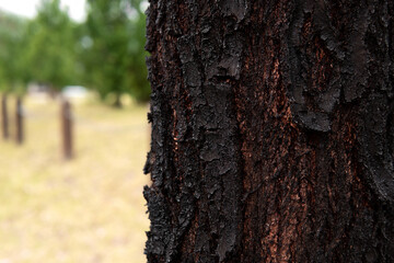 closeup redgum tree trunk at the park 