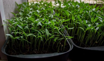 Pepper seedlings in a tray on the windowsill, growing seedlings, close-up.