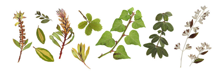 Pressed and dry Mediterranean spring flowers, leaves, isolated on white background. For floral patterns, compositions, herbariums, scrapbooking, floristry.