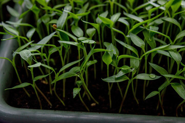 Pepper seedlings in a tray on the windowsill, growing seedlings, close-up.