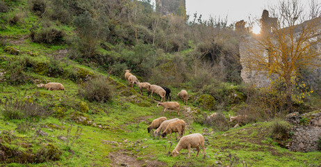 Abandoned Greek village in Turkey. Stone houses and ruins of Fethiye Kayakoy.