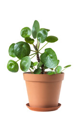Houseplant pilea peperomioides (Chinese money plant) in pot isolated on transparent background.