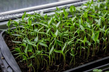 Pepper seedlings in a tray on the windowsill, growing seedlings, close-up.