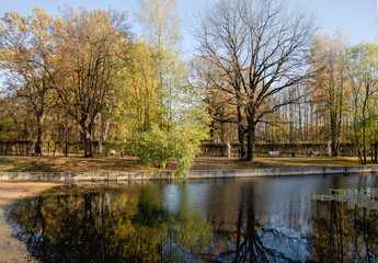 
Autumn nature in the park. The black water of the lake reflects the trees. The lake is covered with fallen yellow leaves of trees, water lilies.