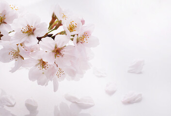 桜の花　白バック　スタジオ撮影
