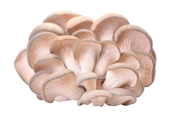 Mushrooms oyster isolated on white background