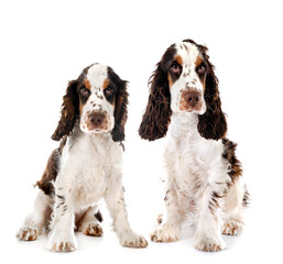 English Cocker Spaniels