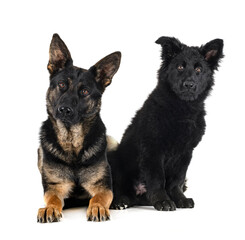 young german shepherds