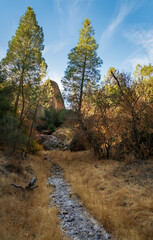 Summer Plants and Trees at Pinnacles National Park