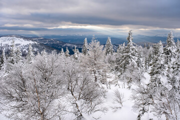 Snowy tree branches against the blue sky after a heavy snowfall in the Ural mountains