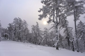 Snowy tree branches against the blue sky after a heavy snowfall in the Ural mountains