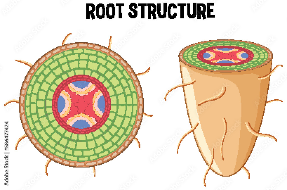 Sticker Internal structure of root diagram