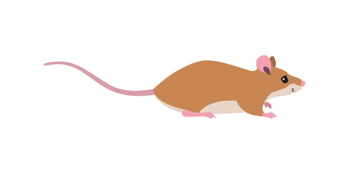 Animal illustration. Walking mouse drawn in a flat style. Isolated objects on a white background. Vector 10 EPS