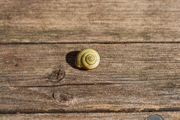small empty snail shell with spiral house