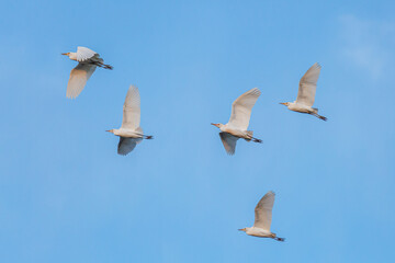 Bubulcus ibis. Side view of cattle egrets in flight. Province of Leon, Spain.