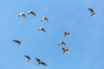 Bubulcus ibis. Group of cattle egrets ascending in flight. Province of Leon, Spain.