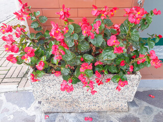 Fototapeta na wymiar Red begonia blooms in a stone pot on the street.