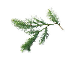 Spruce branch. Green fir. Realistic Christmas tree llustration for Xmas cards, New year party posters isolated Transparent png background. Generative ai