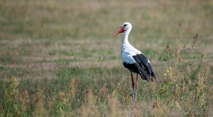 Single White Stork bird in wetlands green grass in Poland