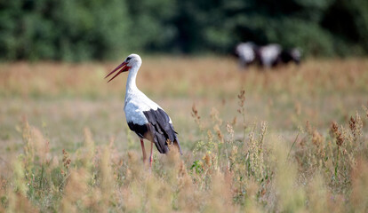 Single White Stork bird in wetlands green grass in Poland