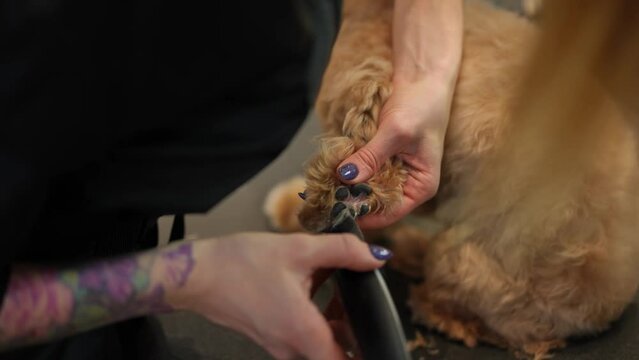 High angle view female tattooed hands hairdressing paws of dog in salon. Unrecognizable Caucasian woman cutting fur with electric razor close-up. Pet care and grooming concept